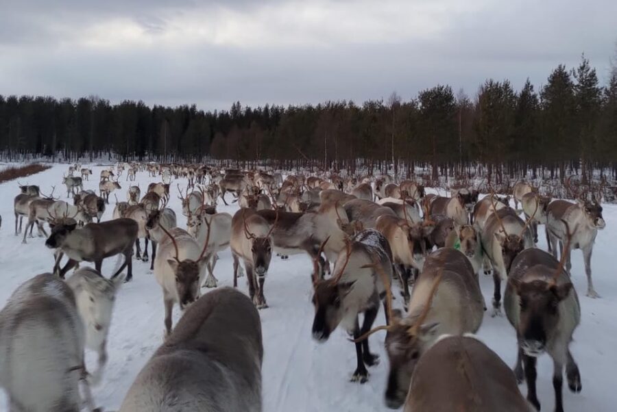 Rovaniemi: Private Reindeer Farm Visit and Walk-Along - Watching the herd run after the sledge