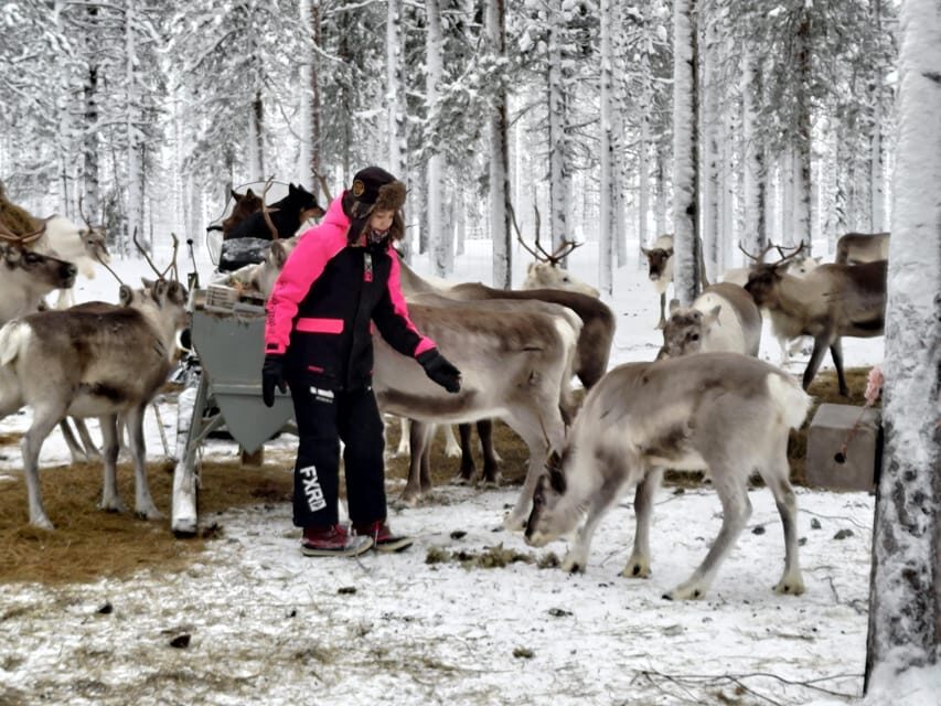 Rovaniemi: Private Reindeer Farm Visit and Walk-Along - Campfire warmth in a kota tent: berry juice, s’mores, and herding stories