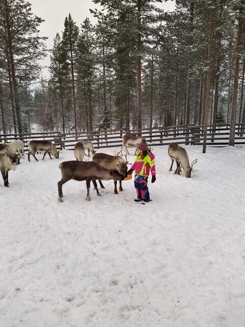 Rovaniemi: Private Reindeer Farm Visit and Walk-Along - Lasso practice: learning a herder skill with real feedback