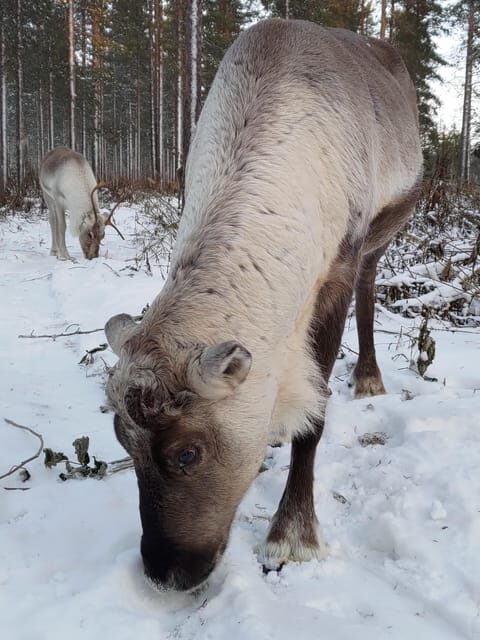 Rovaniemi: Private Reindeer Farm Visit and Walk-Along - Photo tips that actually help in subzero cold