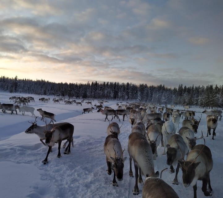 Rovaniemi: Private Reindeer Farm Visit and Walk-Along - Getting there and timing: 90 km north, about two hours, no hurry