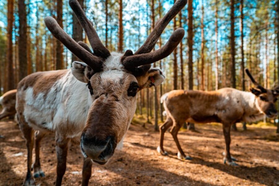 Rovaniemi: Quad Bike Safari, Reindeer & Husky Farm Visit - Meet the Reindeer and Huskies First, Then Ride