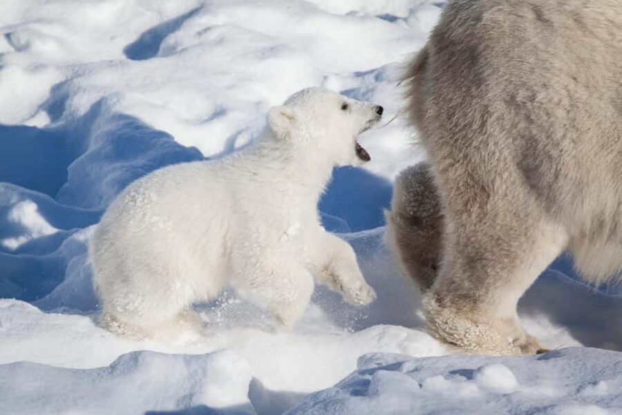 Rovaniemi: Ranua Wildlife Park Private Day Trip - Key things to know before you go