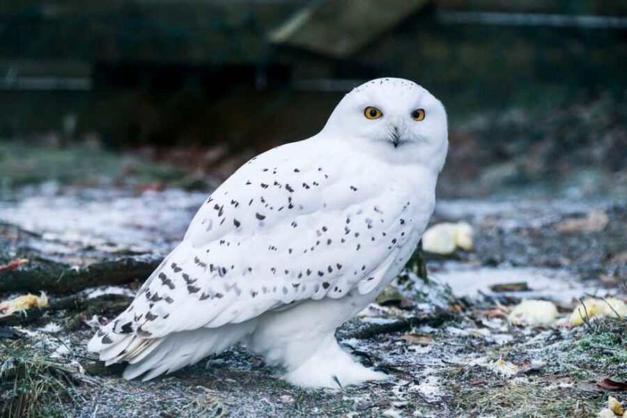 Rovaniemi: Ranua Wildlife Park Private Day Trip - Over 50 Arctic Species: What You’ll Actually See