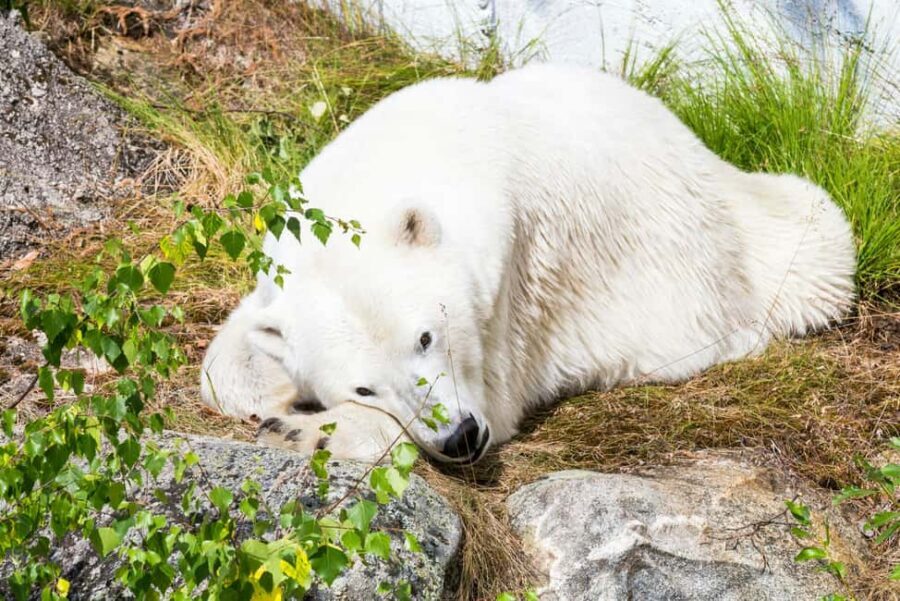 Rovaniemi: Ranua Wildlife Park Private Day Trip - Polar Bears: The Main Event, Plus a Reality Check