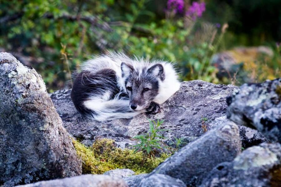 Rovaniemi: Ranua Wildlife Park Private Day Trip - Eco-Friendly Zoo Practices and Conservation Messaging