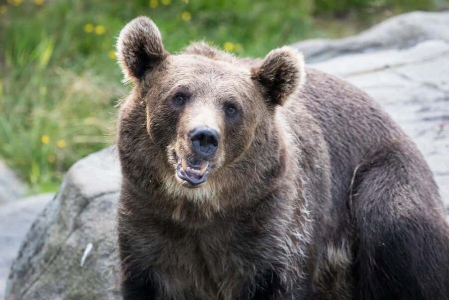 Rovaniemi: Ranua Wildlife Park Private Day Trip - Your 5-Hour Plan: How the Timing Works