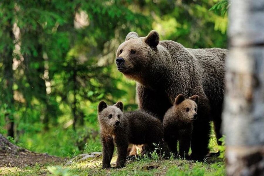 Rovaniemi: Ranua Zoo Entry Ticket with BBQ Picnic - Key Things I’d Plan Around
