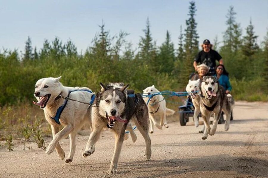 Rovaniemi: Ranua Zoo Entry Ticket with BBQ Picnic - What the Guided Zoo Walk Changes for You
