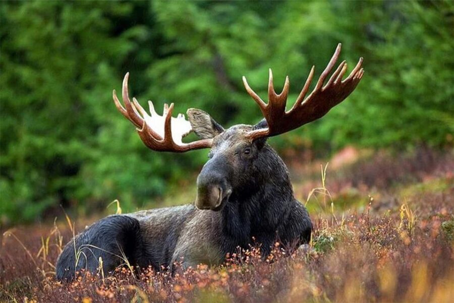 Rovaniemi: Ranua Zoo Entry Ticket with BBQ Picnic - Door-to-Door Pickup and a 5-Hour, Out-and-Back Plan