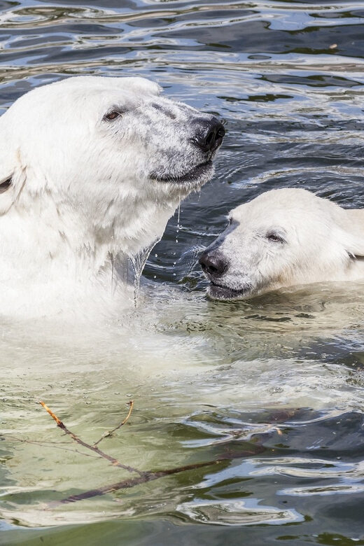 Rovaniemi: Ranua Zoo Visit with Lunch - Why Ranua Zoo Feels Different From a Typical Animal Park