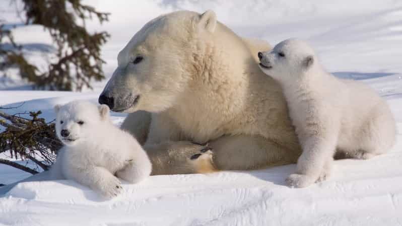 Rovaniemi: Ranua Zoo Visit with Lunch - Ounasvaara Hike: Panoramas First, Then the Wildlife