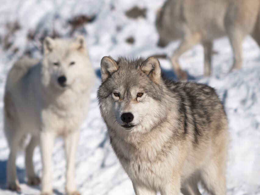 Rovaniemi: Ranua Zoo Visit with Lunch - Chocolate Shop Stop in Lapland: How to Make It Worth Your Time