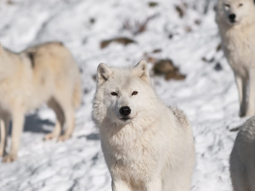 Rovaniemi: Ranua Zoo Visit with Lunch - Price and Value: Is $258 Per Person Fair?