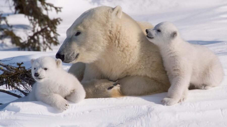 Rovaniemi: Ranua Zoo Visit with Lunch - Language and Guide Quality: Why It Changes What You See