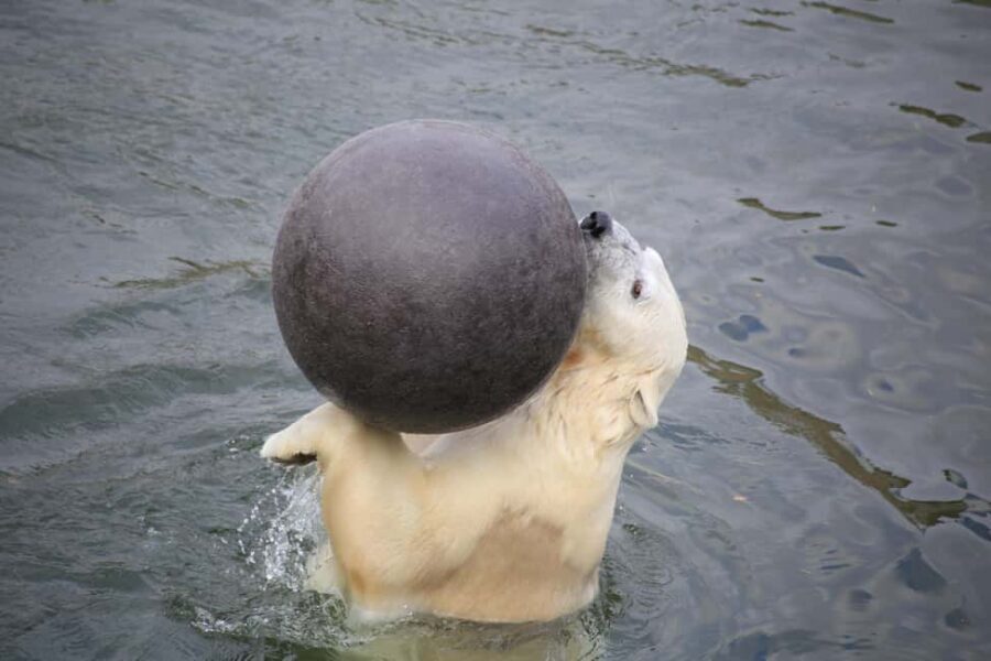 Rovaniemi: Ranua Zoo Wildlife Park Tour with hotel pickup - Key highlights to look forward to