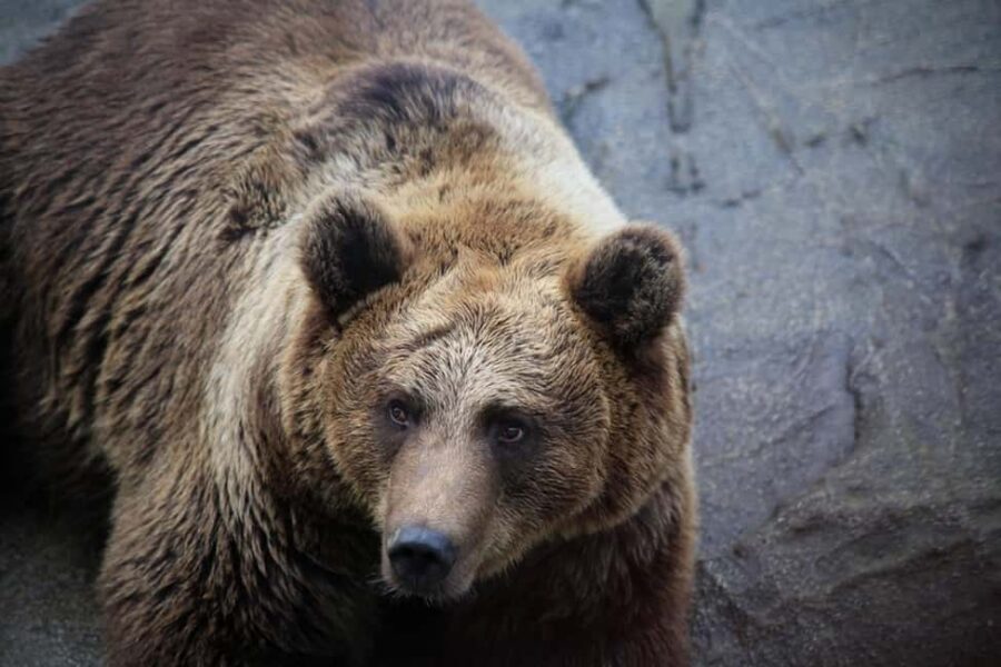 Rovaniemi: Ranua Zoo Wildlife Park Tour with hotel pickup - A small-group Arctic animal day from Rovaniemi