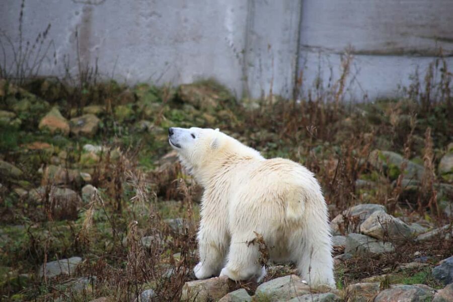 Rovaniemi: Ranua Zoo Wildlife Park Tour with hotel pickup - Entering Ranua Zoo Wildlife Park: tickets, trail, and what your guide does