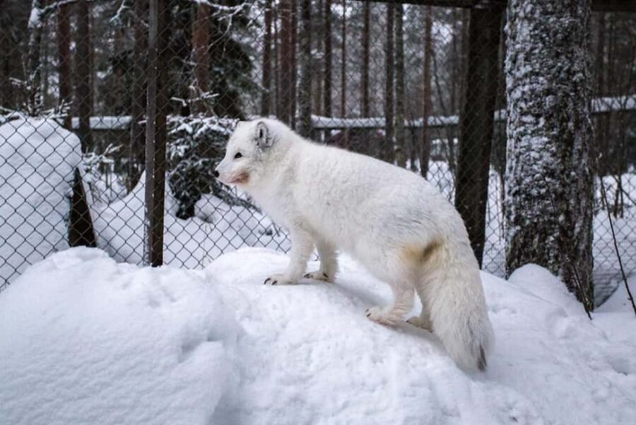Rovaniemi: Ranua Zoo Wildlife Park Tour with hotel pickup - How the 5-hour schedule feels on the ground