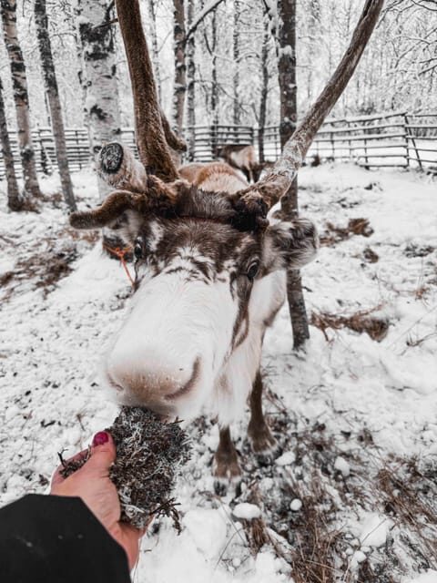 Rovaniemi: Reindeer Experience with Sleigh Ride - Practical tips so your visit feels smooth