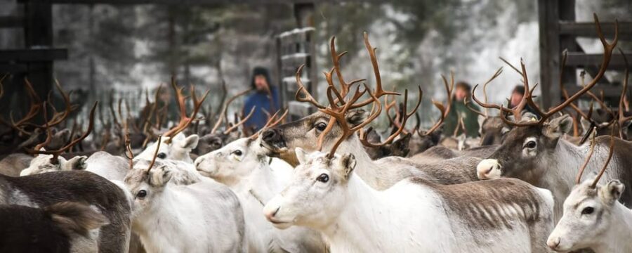 Rovaniemi: Reindeer Farm Visit and Sleigh Ride with transfer - Key Highlights Worth Your Attention