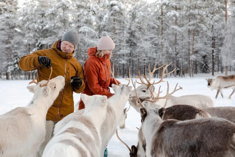 Rovaniemi: Reindeer Farm Visit and Sleigh Ride with transfer - From Your Rovaniemi Hotel to the Arctic Farm Drive