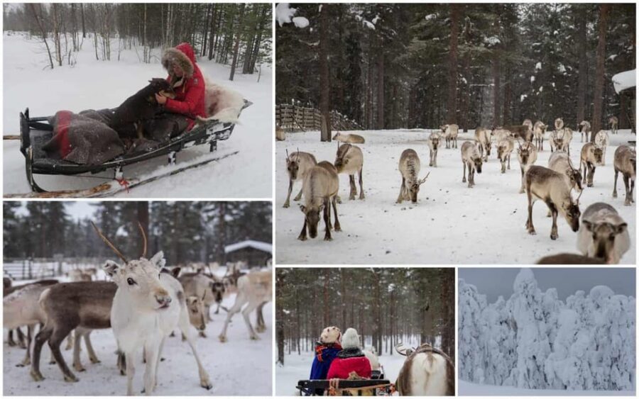 Rovaniemi: Reindeer Farm Visit and Sleigh Ride with transfer - Kota Hut Stories and a Warm Drink: Where the Tour Slows Down