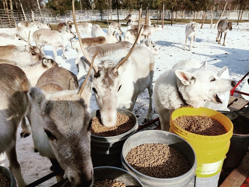 Rovaniemi: Reindeer Farm Visit and Sleigh Ride with transfer - Price and Value: What $117 Buys in 2 Hours