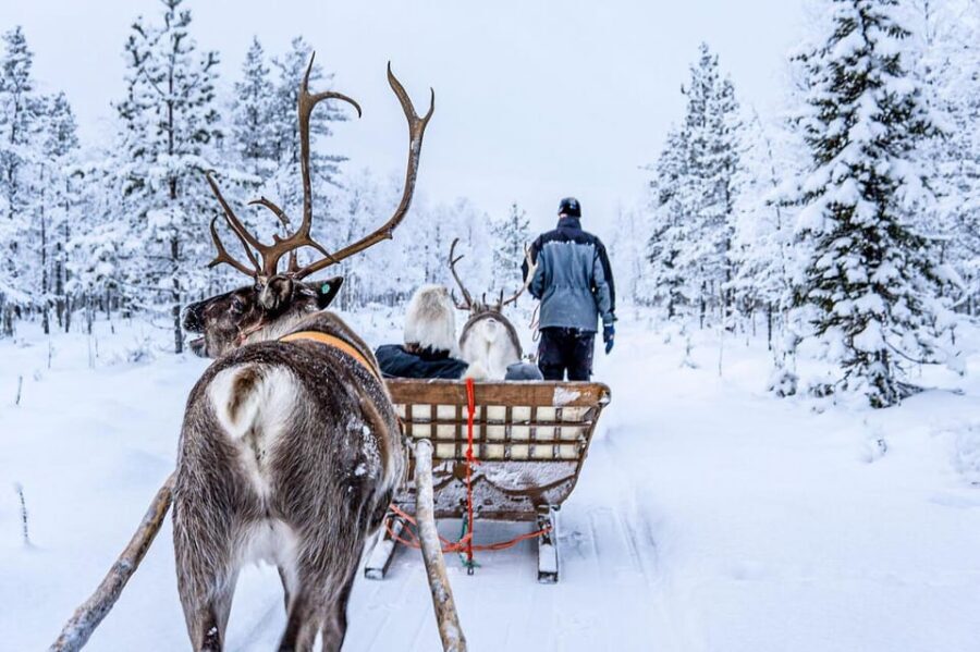 Rovaniemi: Reindeer Farm Visit and Sleigh Ride with transfer - Logistics That Affect Your Experience (More Than You Think)
