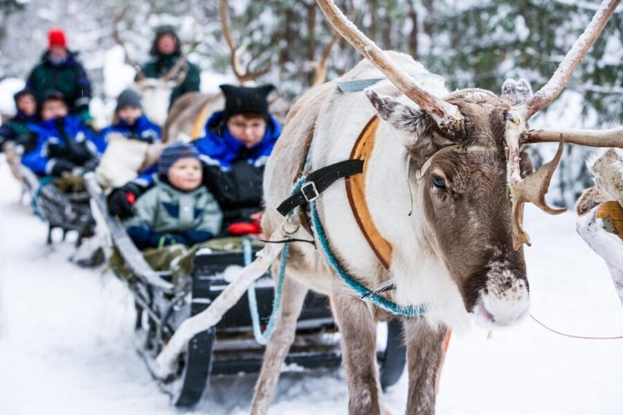 Rovaniemi: Reindeer Farm Visit and Sleigh Ride with transfer - What You Really Get at the Sámi Reindeer Farm (and Why It’s Valuable)