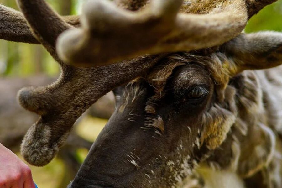 Rovaniemi: Reindeer Farm Visit in the Summer - Key Highlights You’ll Actually Care About