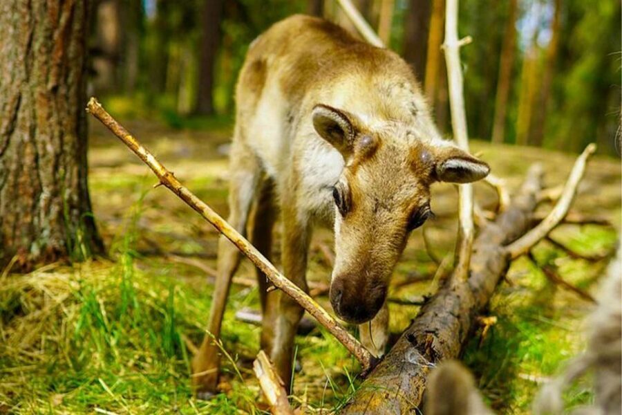 Rovaniemi: Reindeer Farm Visit in the Summer - Where This Rovaniemi Reindeer Farm Visit Fits