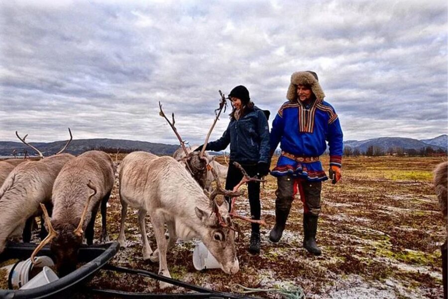 Rovaniemi: Reindeer Farm Visit in the Summer - Feeding Reindeer: Up Close, Not Just a Photo Stop