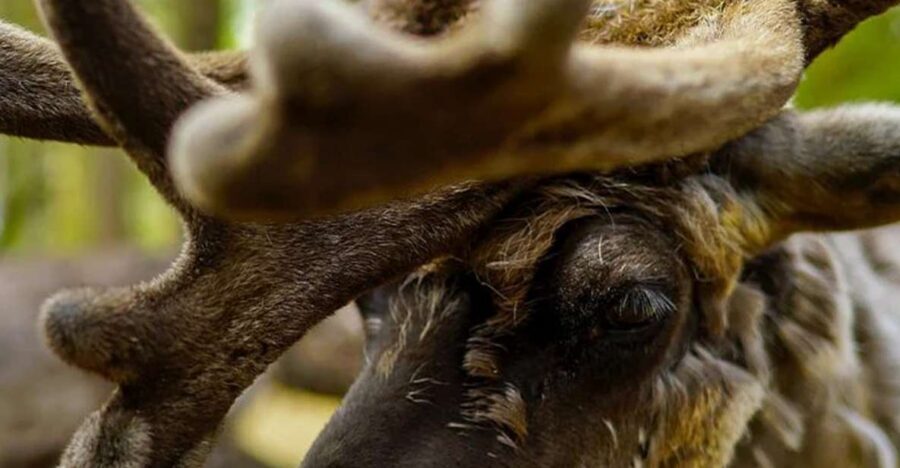 Rovaniemi: Reindeer Farm Visit in the Summer - Learning Lappish Reindeer Herding and Daily Life