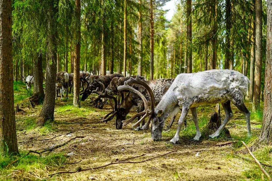 Rovaniemi: Reindeer Farm Visit in the Summer - The Owner’s Stories, Snacks, and Hot Drinks