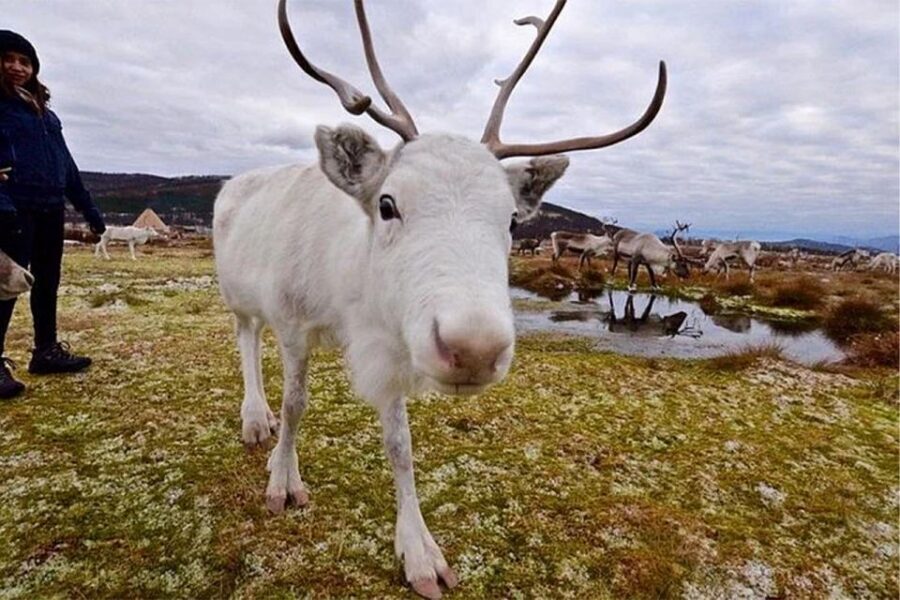 Rovaniemi: Reindeer Farm Visit in the Summer - Buffet Lunch and What It Adds to the Value