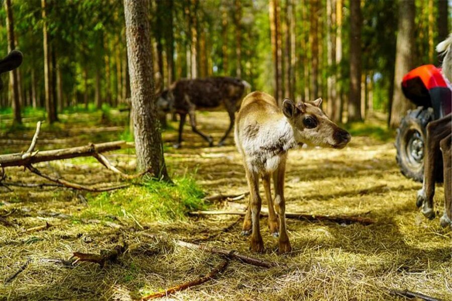 Rovaniemi: Reindeer Farm Visit in the Summer - What You’ll Pay: $146 for a Guided, Hands-On Experience