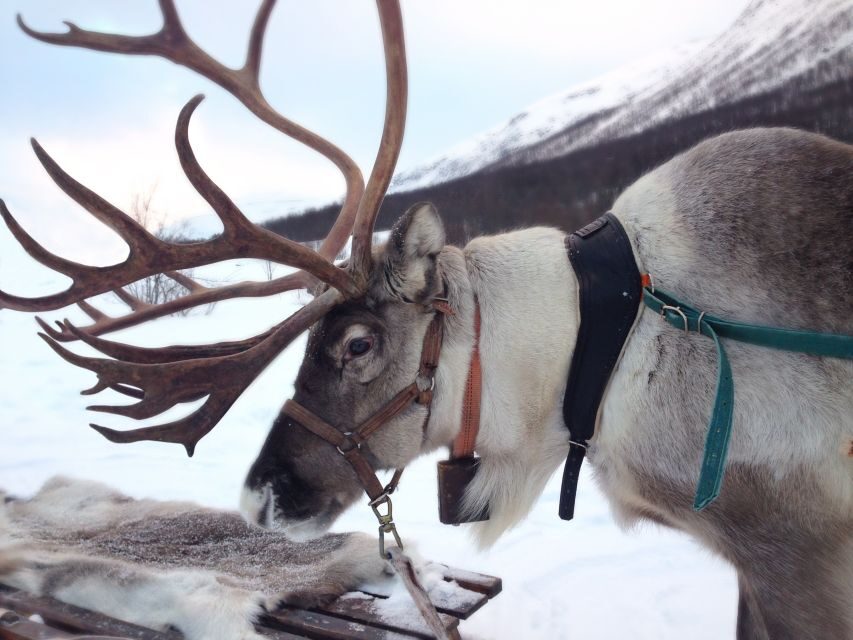 Rovaniemi: Reindeer Sleigh Ride with Hot Drink and Cookies - A reindeer farm visit, not just a quick ride