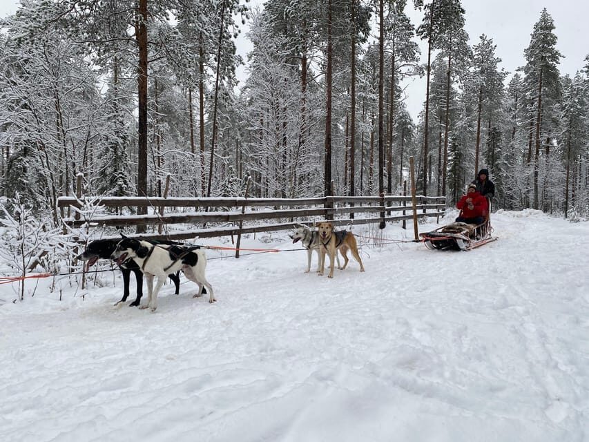 Rovaniemi: Santa Claus Village Tour Huskies & Reindeer ride - Practical tips to make the most of the day