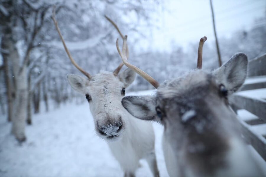 Rovaniemi: Santa Claus Village Tour Huskies & Reindeer ride - Santa Claus Village: meeting Santa and the Arctic Circle postcard