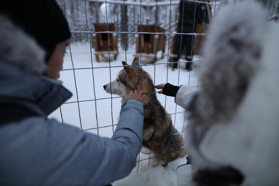 Rovaniemi: Santa Claus Village Tour Huskies & Reindeer ride - Husky park with Siberian huskies: petting, puppies, and sled-ride timing
