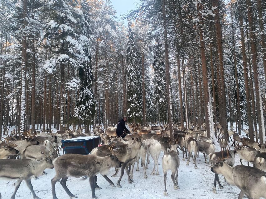 Rovaniemi: Santa Claus Village Tour Huskies & Reindeer Visit - The only real downside: meeting time and the outside chance of chaos