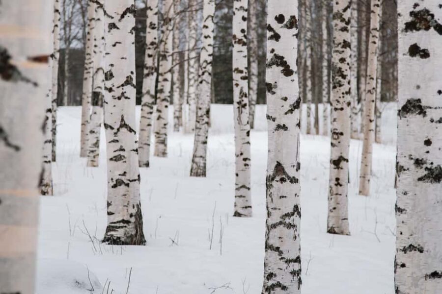 Rovaniemi: Snowshoeing in the Arctic Wilderness - Who should book this snowshoe and campfire tour