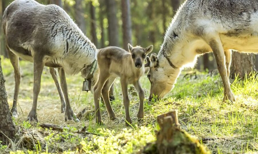 Rovaniemi: Summer Reindeer Farm Experience - Why summer reindeer farms feel different (and better) than winter