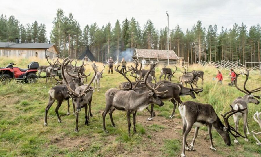 Rovaniemi: Summer Reindeer Farm Experience - The reindeer farm tour: feeding, herder stories, and close-up calm