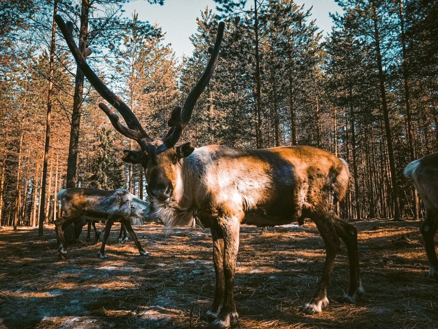 Rovaniemi: Summer Reindeer Farm Experience - Resting in the kota: warm drinks and Lapland stories