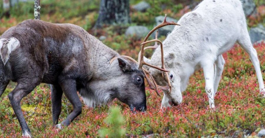 Rovaniemi: Summer Reindeer Farm Experience - Getting from Rovaniemi to the farm without stress