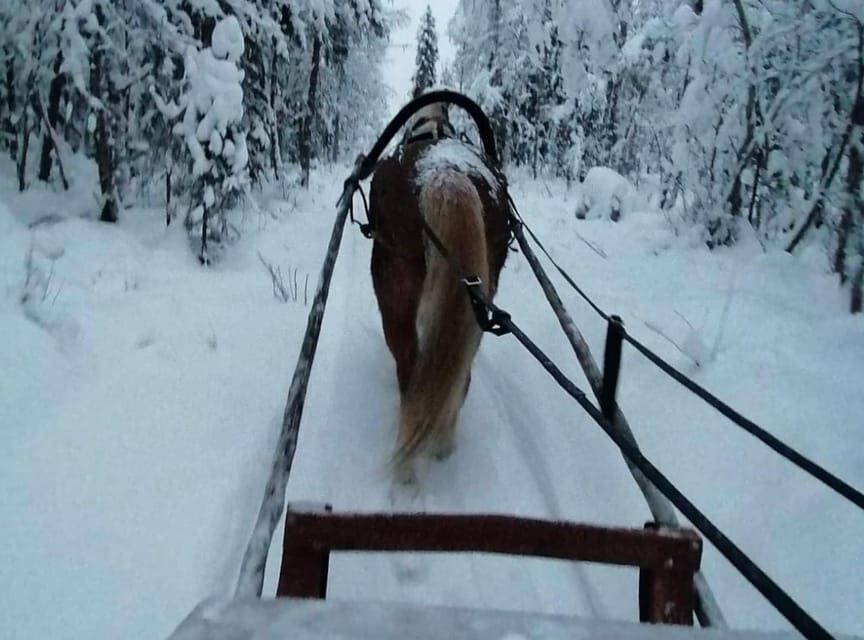 Rovaniemi: Traditional Finnhorse Sleigh Ride at SCV (3km) - Santa’s Secret Forest at night: why the quiet timing matters