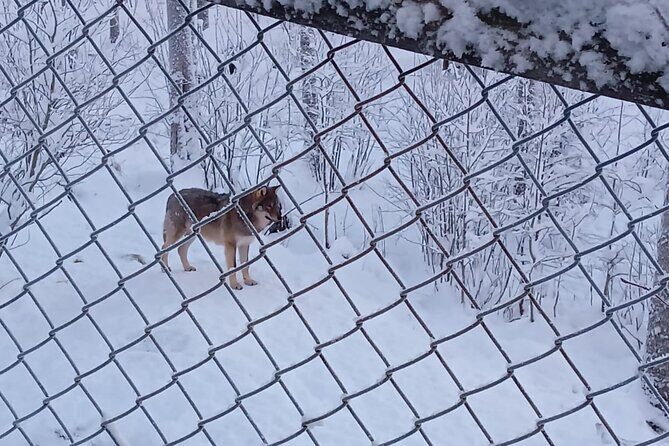 Rovaniemi: Trip to Ranua Zoo with Tickets Included - When Bears Are Resting: What You Can (and Cannot) Control