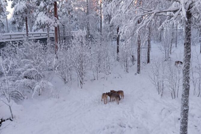 Rovaniemi: Trip to Ranua Zoo with Tickets Included - No Inside-Guide Zoo Walk: Pros, Cons, and How to Win the Day